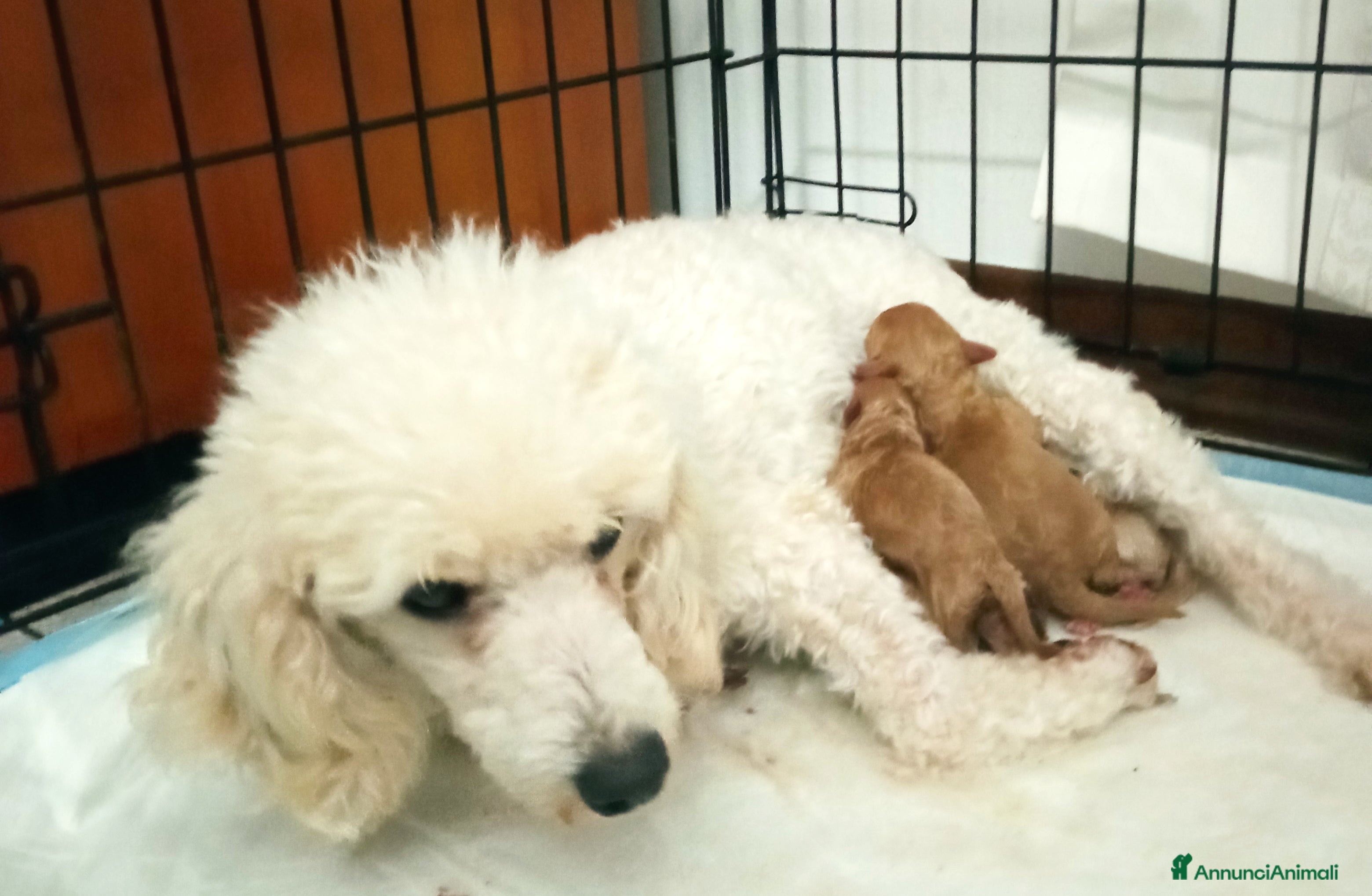 Barbone cani Barboncini cuccioli  - Annuncio 30