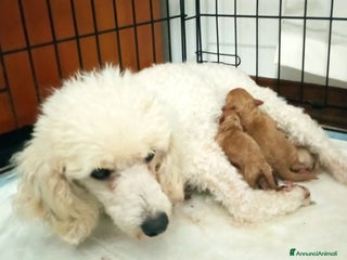 Barbone cani Barboncini cuccioli - Annuncio 34