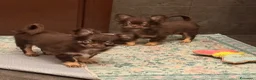 Chihuahua cani in vendita: Cucciolo di chihuahua - Annuncio 2