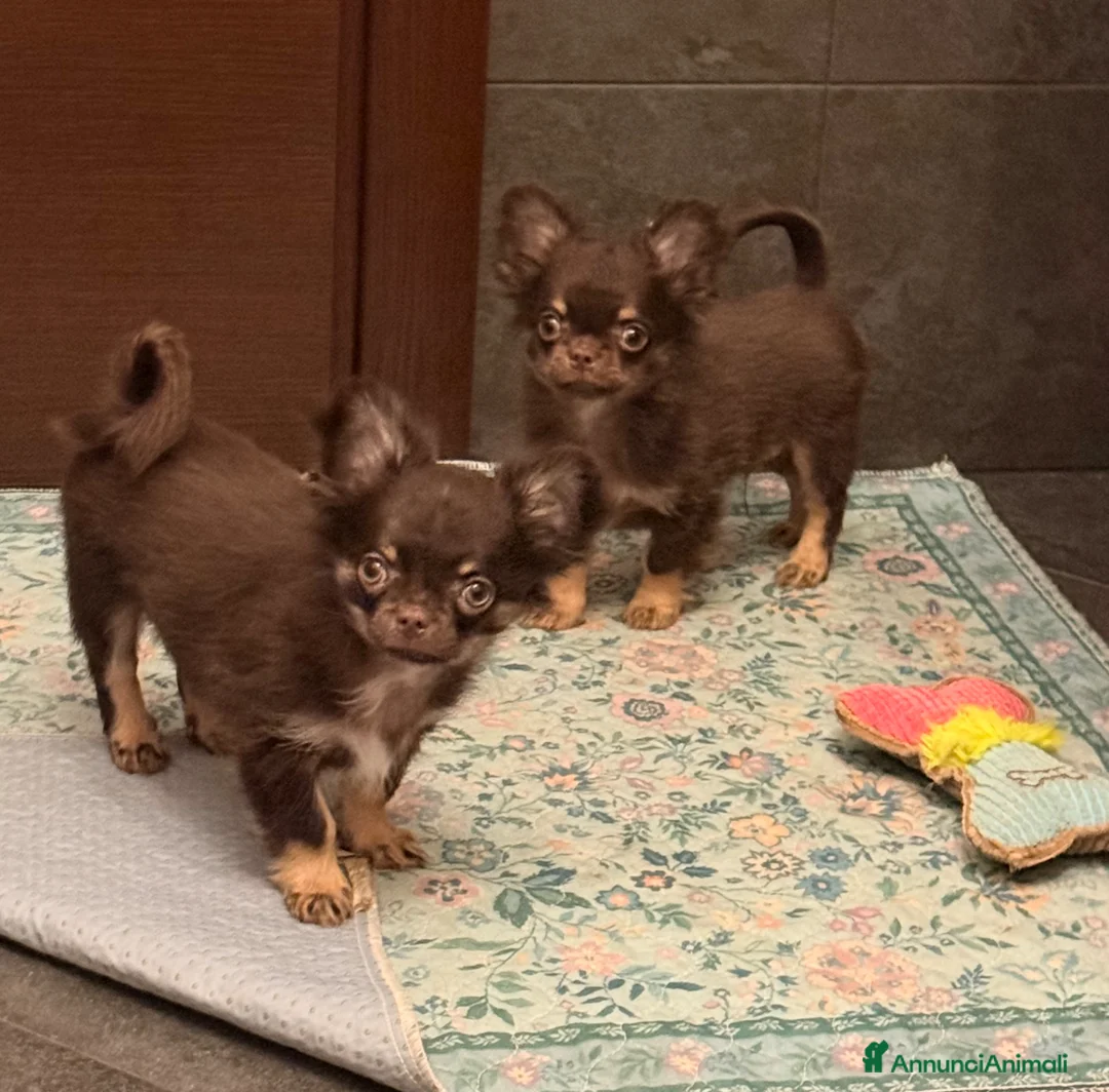 Chihuahua cani in vendita: Cucciolo di chihuahua - Annuncio 2