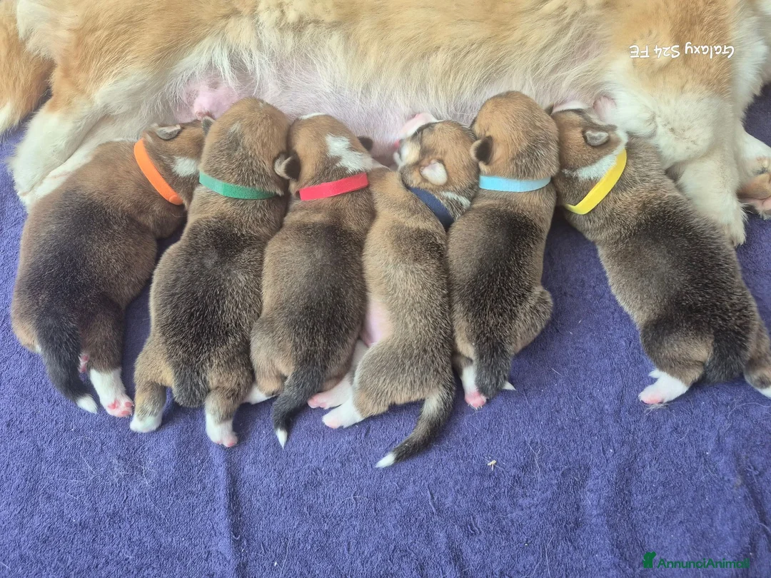 Corgi Pembroke cani in vendita: Disponibili Cuccioli di Welsh Corgi Pembroke  - Annuncio 2