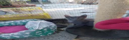 Siamese gatti in regalo: Cacao e Maggy due micini in attesa di famiglia - Annuncio 5