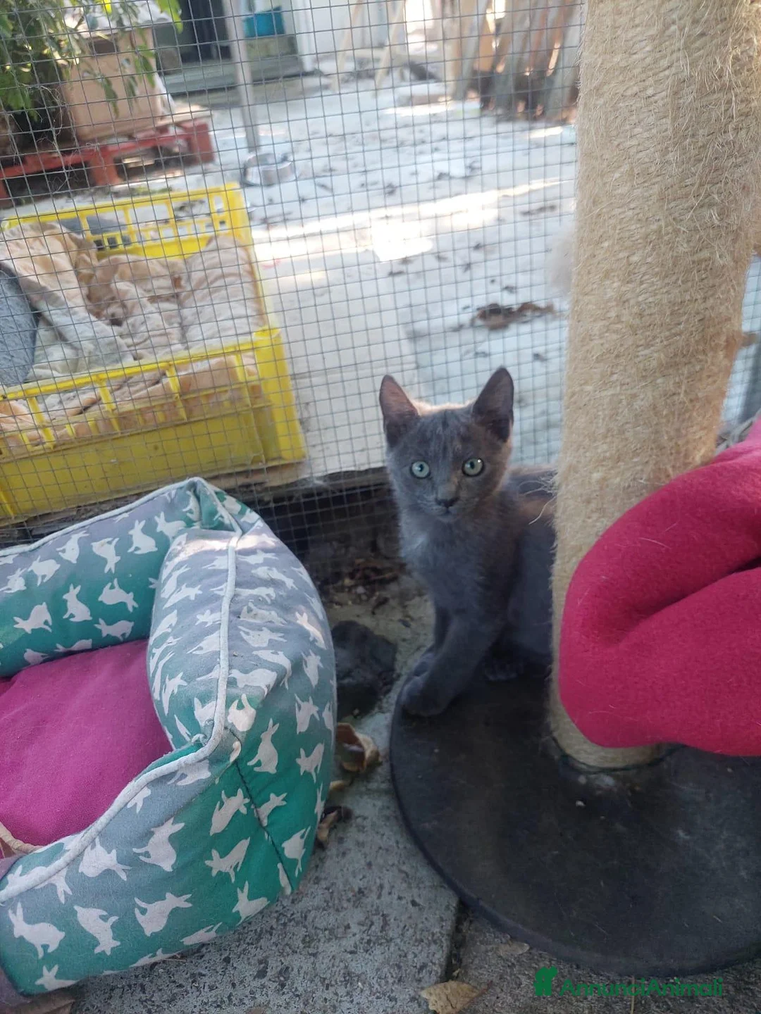 Siamese gatti in regalo: Cacao e Maggy due micini in attesa di famiglia - Annuncio 5