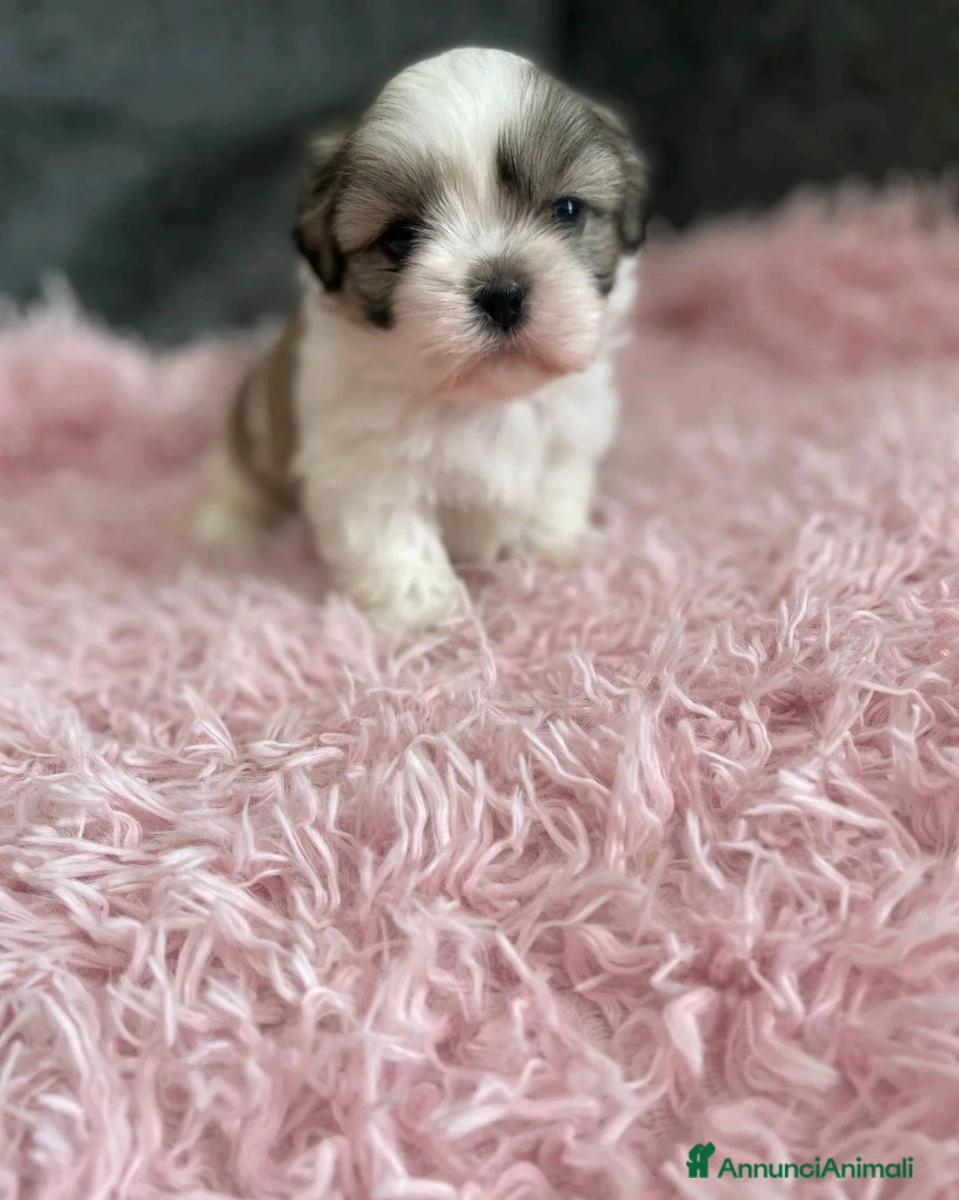 Shih Tzu cani in vendita: Cuccioli di Shih Tzu Imperiale a Città metropolitana di Milano - Annuncio 6