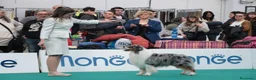 Australian Shepherd cani in vendita: Australian Shepherd pedigree ENCI - Annuncio 4