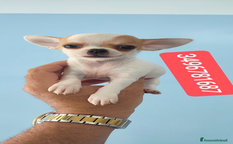 Chihuahua cani a Città metropolitana di Reggio Calabria - Annuncio 3