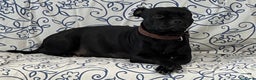 Staffordshire cani in vendita: Staffordshire Bull Terrier (Staffy) - Annuncio 2