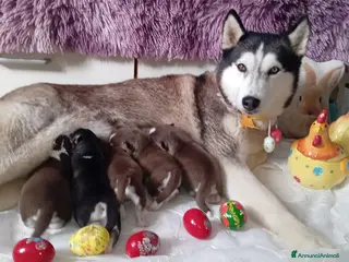 Husky cani Cucciolo Siberian husky - Annuncio 1