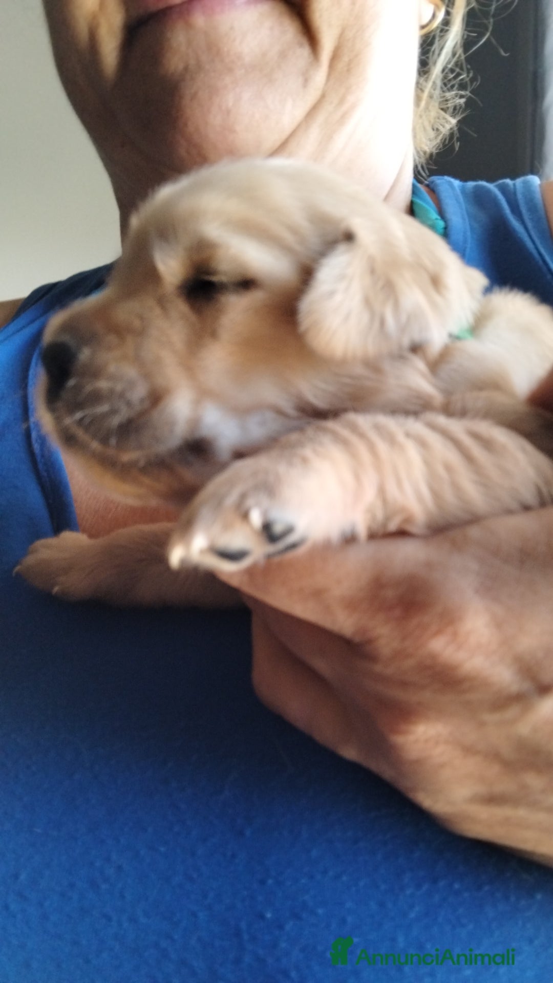 Golden Retriever cani in vendita: Cuccioli golden retrievers  a Metropolitan City of Cagliari - Immagine 1
