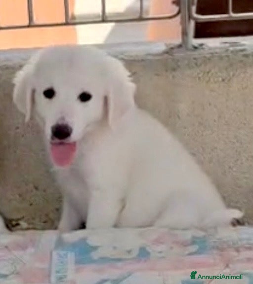 Meticcio cani Cucciola 3 mesi vaccinata - Annuncio 3
