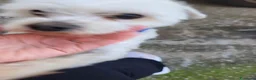 Maltese cani in regalo: Regalo cane nella provincia di Caserta  a Provincia di Caserta - Annuncio 3