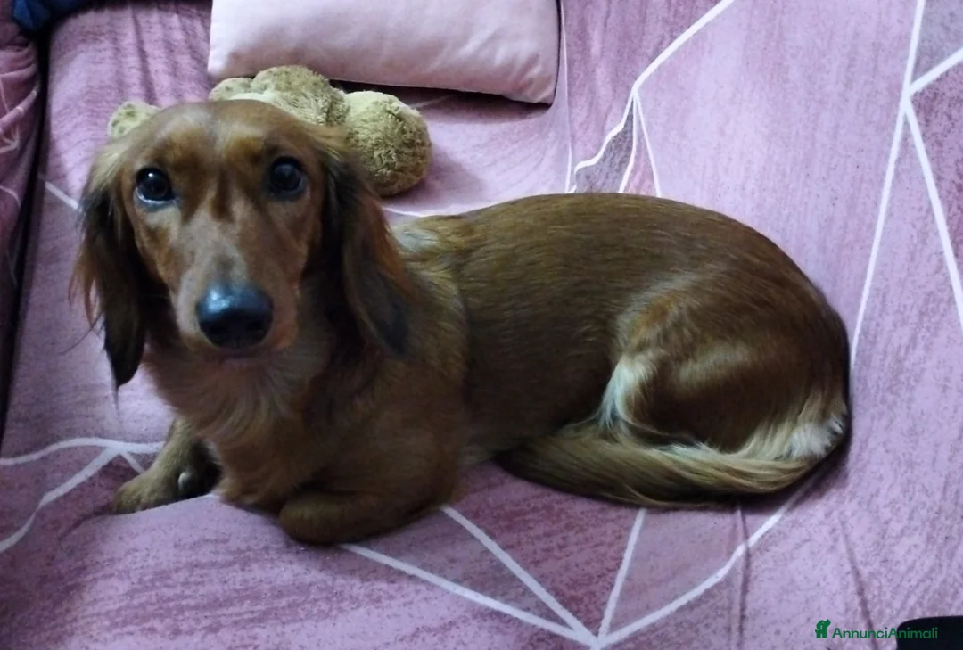 Bassotto cani in vendita: Bassotto  - Annuncio 1