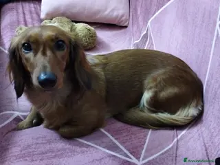 Bassotto cani Bassotto - Annuncio 4