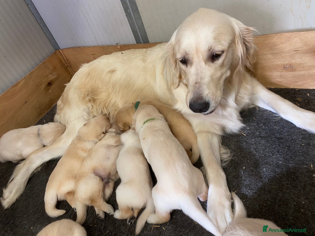 Golden Retriever cani in vendita: Cuccioli di golden retriever a Provincia di Pavia - Immagine 15