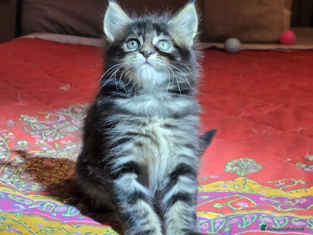 Maine Coon gatti in vendita: Vendo Cuccioli di Maine Coon - Annuncio 14