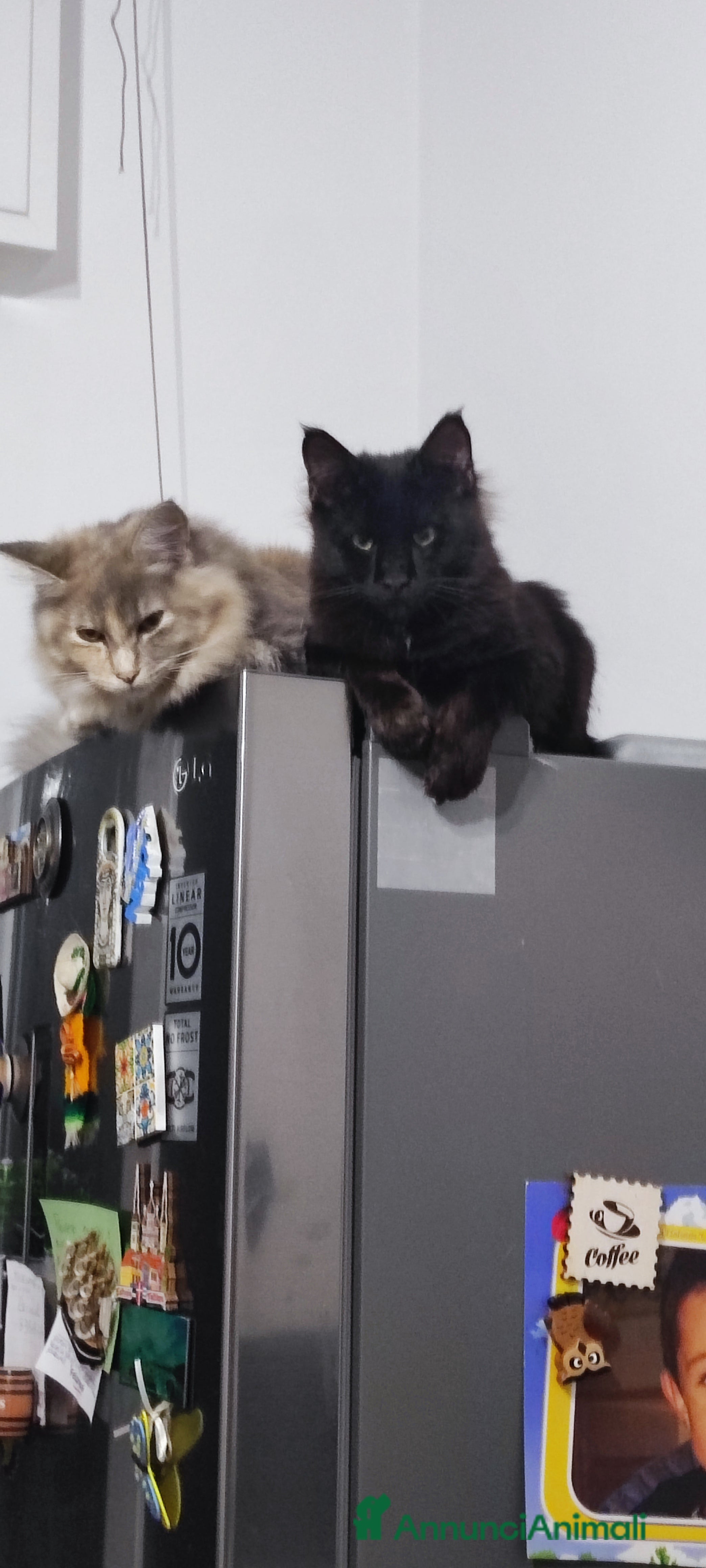 Norvegese gatti Norvegese nero e calico - Annuncio 1