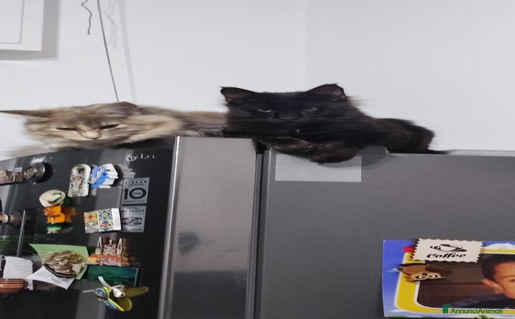 Norvegese gatti - Annuncio 1