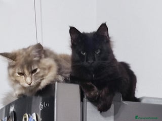 Norvegese gatti Norvegese nero e calico - Annuncio 1