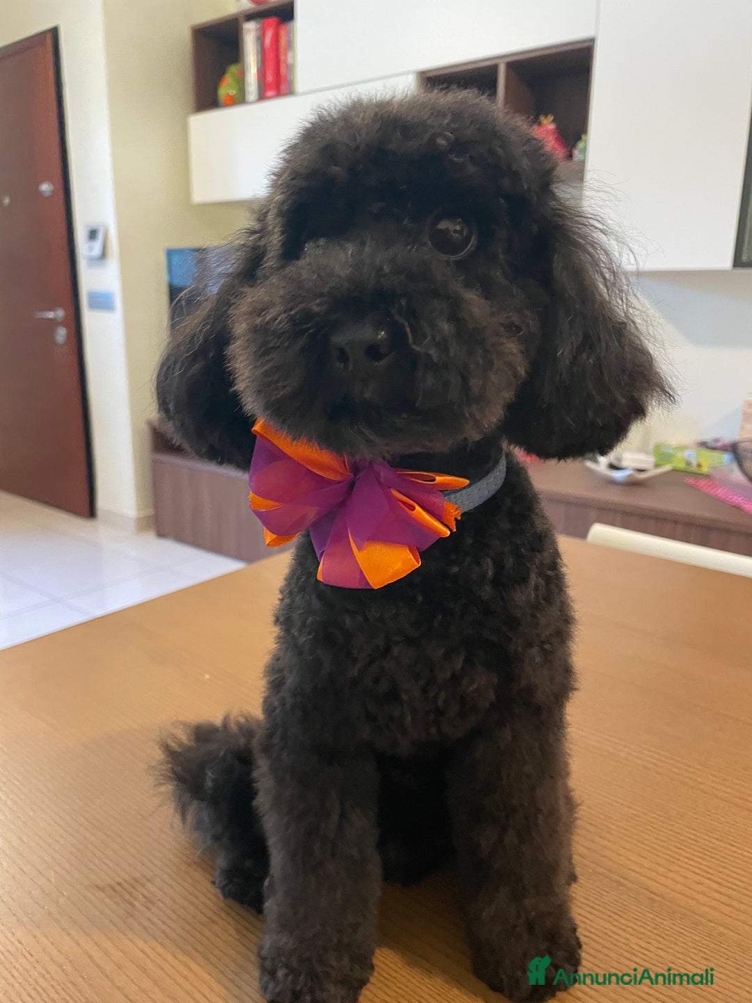 Barboncino Toy cani per accoppiamento: Barboncino toy a Città metropolitana di Roma Capitale - Annuncio 1