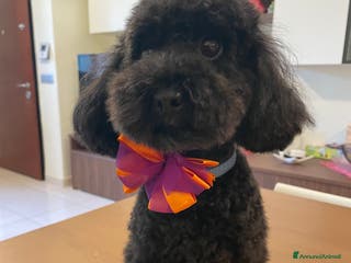 Barboncino Toy cani Barboncino toy a Città metropolitana di Roma Capitale - Annuncio 27