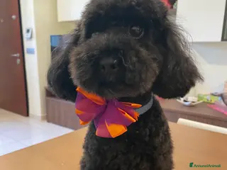 Barboncino Toy cani Barboncino toy a Città metropolitana di Roma Capitale - Annuncio 24