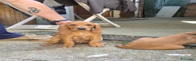 Segugio Cucciolo 3