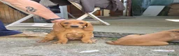 Segugio cani in vendita: Cuccioli di segugio italiano - Annuncio 3