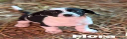 Meticcio cani in regalo: 8 super CUCCIOLI tg PICCOLA cercano amore! - Annuncio 7