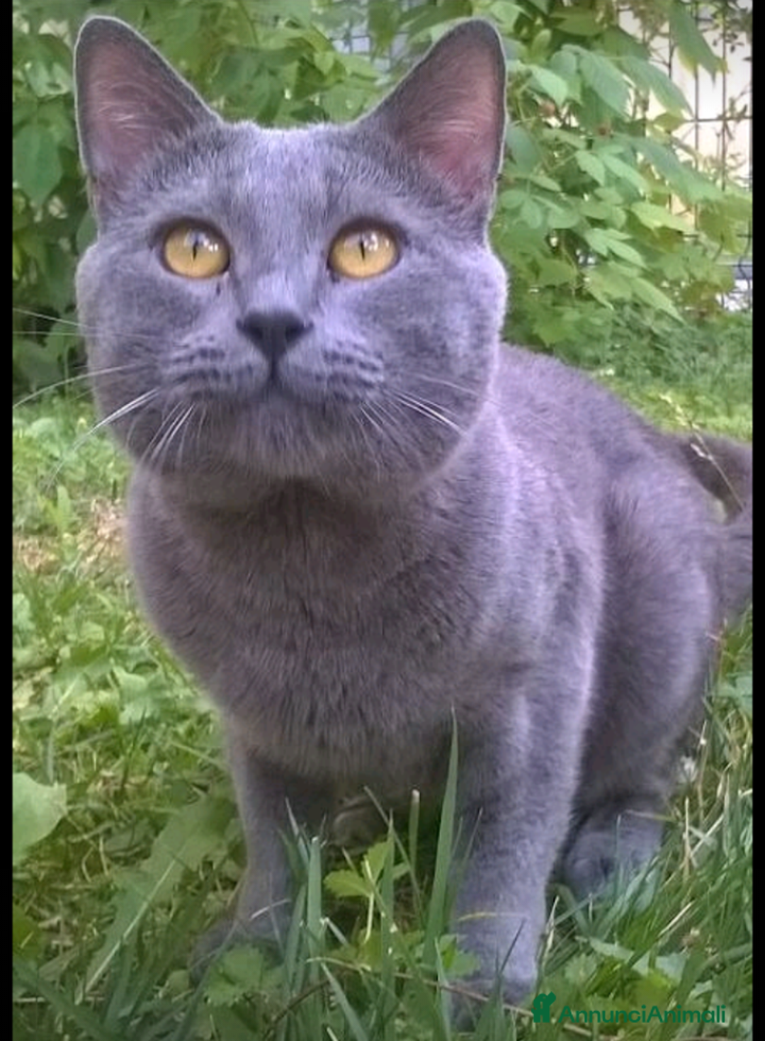 Certosino gatti in vendita: STALLONO GATTO CERTOSINO X MONTA - Immagine 1