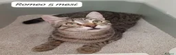Europeo gatti in regalo: Tanti gattini desiderosi di trovare famiglia  a Provincia di Bergamo - Annuncio 3