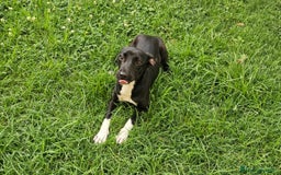 Meticcio cani in regalo: Beatrice: cucciolotta taglia contenuta socievole  a Città Metropolitana di Genova - Immagine 19