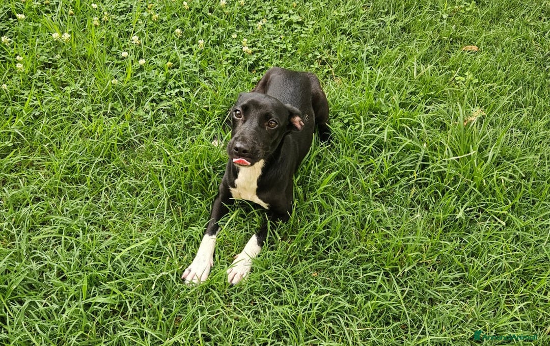 Meticcio cani in regalo: Beatrice: cucciolotta taglia contenuta socievole  a Città Metropolitana di Genova - Immagine 19