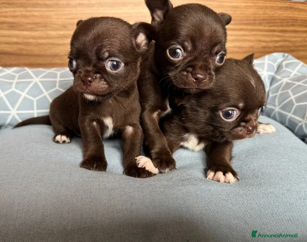 Chihuahua cani in vendita: Cuccioli di chihuahua con pedigree - Annuncio 4