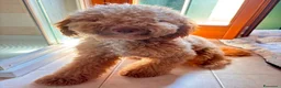 Barboncino cani in vendita: barboncino 10 mesi - Annuncio 1