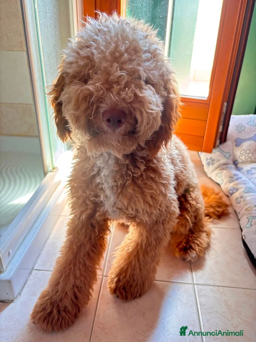 Barboncino cani in vendita: barboncino 10 mesi - Annuncio 1