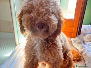 Barboncino cani barboncino 10 mesi - Annuncio 1