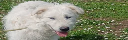 Meticcio cani in regalo: SANDRINO HA PERSO TUTTO, IN ADOZIONE - Annuncio 2