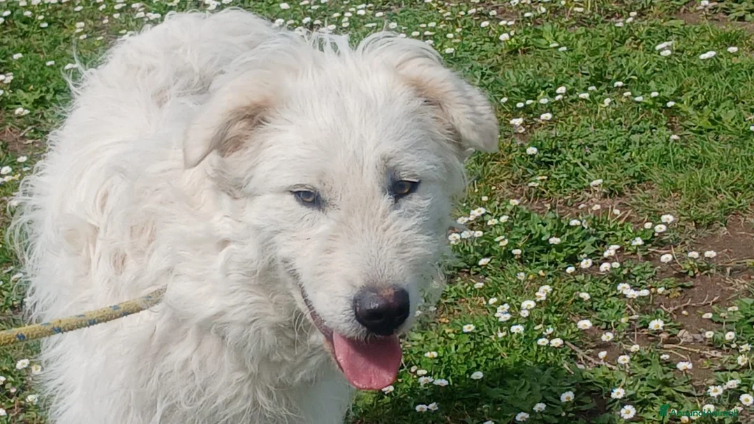 Meticcio cani in regalo: SANDRINO HA PERSO TUTTO, IN ADOZIONE - Annuncio 2