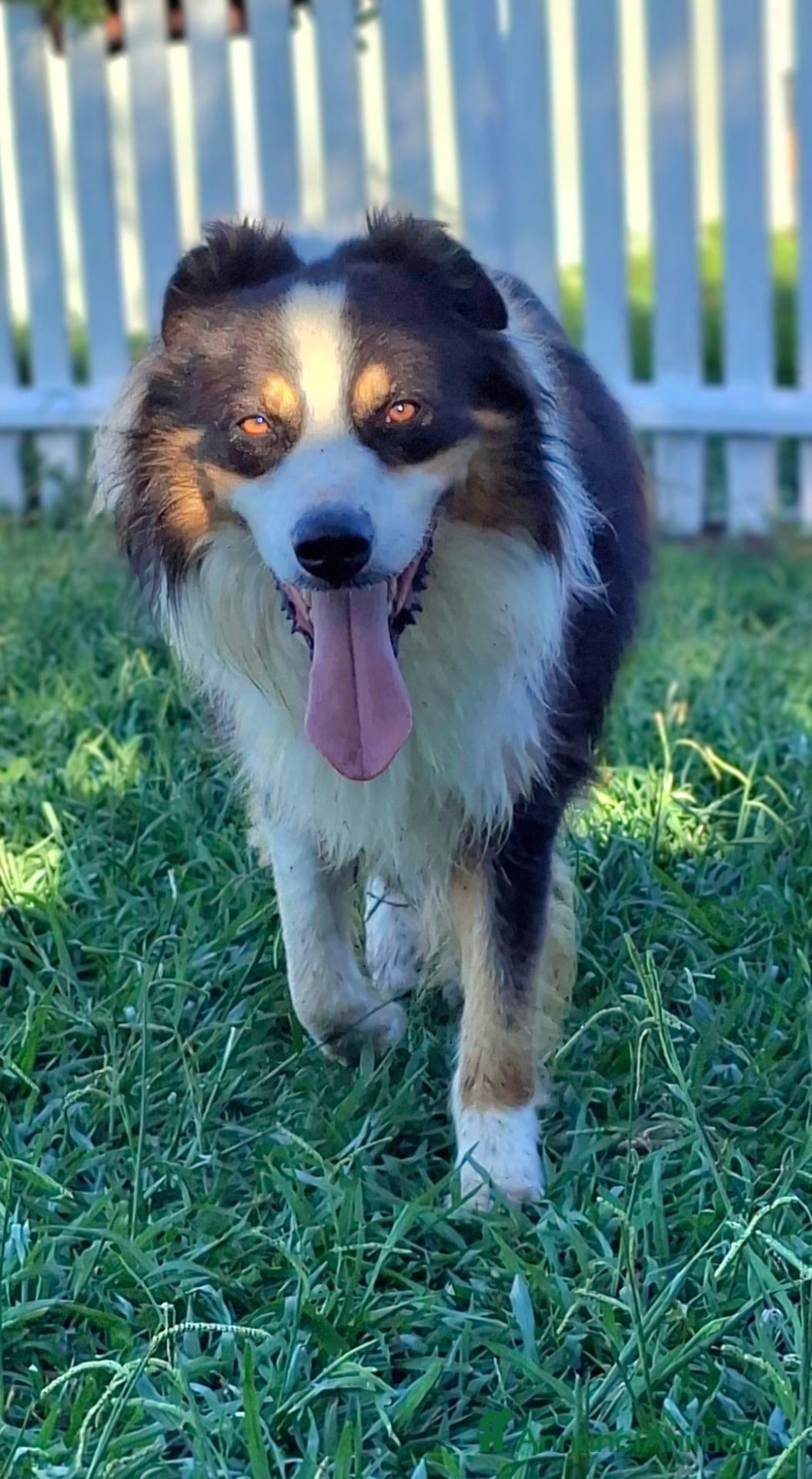 Australian Shepherd cani Boris - Annuncio 22