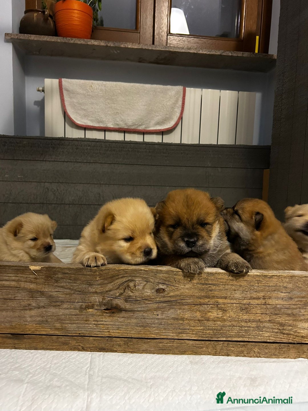 Chow Chow cani in vendita: Cuccioli di Chow Chow  - Annuncio 2