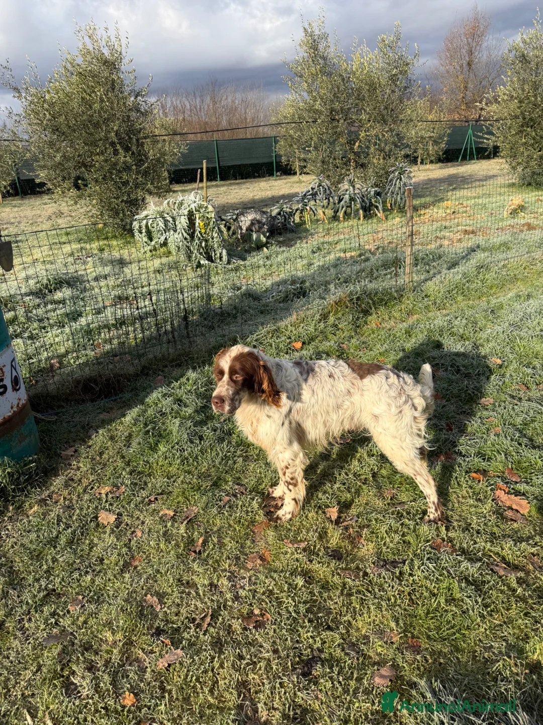 Setter Inglese cani in regalo: setter inglese maschio bianco fegato-dolcissimo a Provincia di Arezzo - Annuncio 2