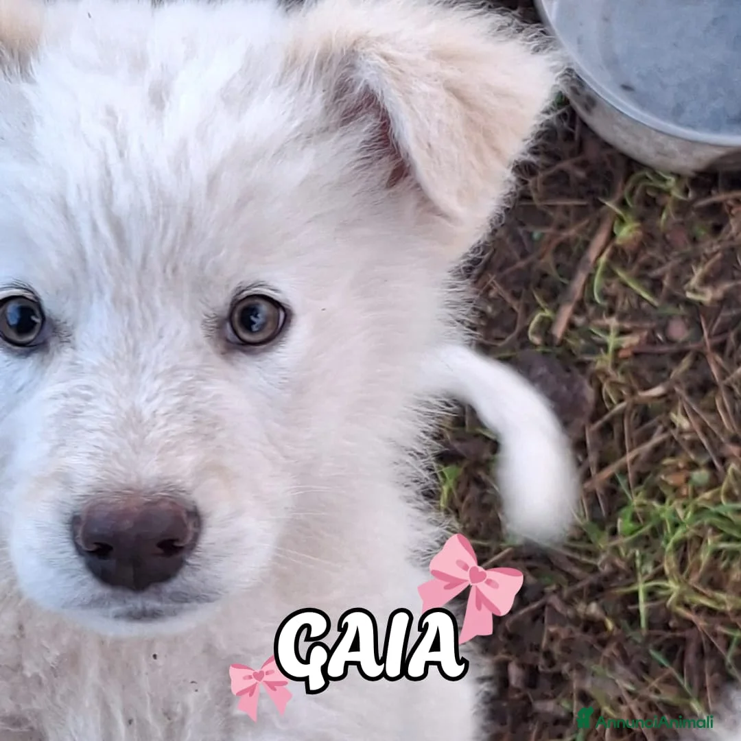 Meticcio cani in regalo: GAIA 🩷-cucciola mix pastore, chiami per lei? 🙏🏻 - Annuncio 2