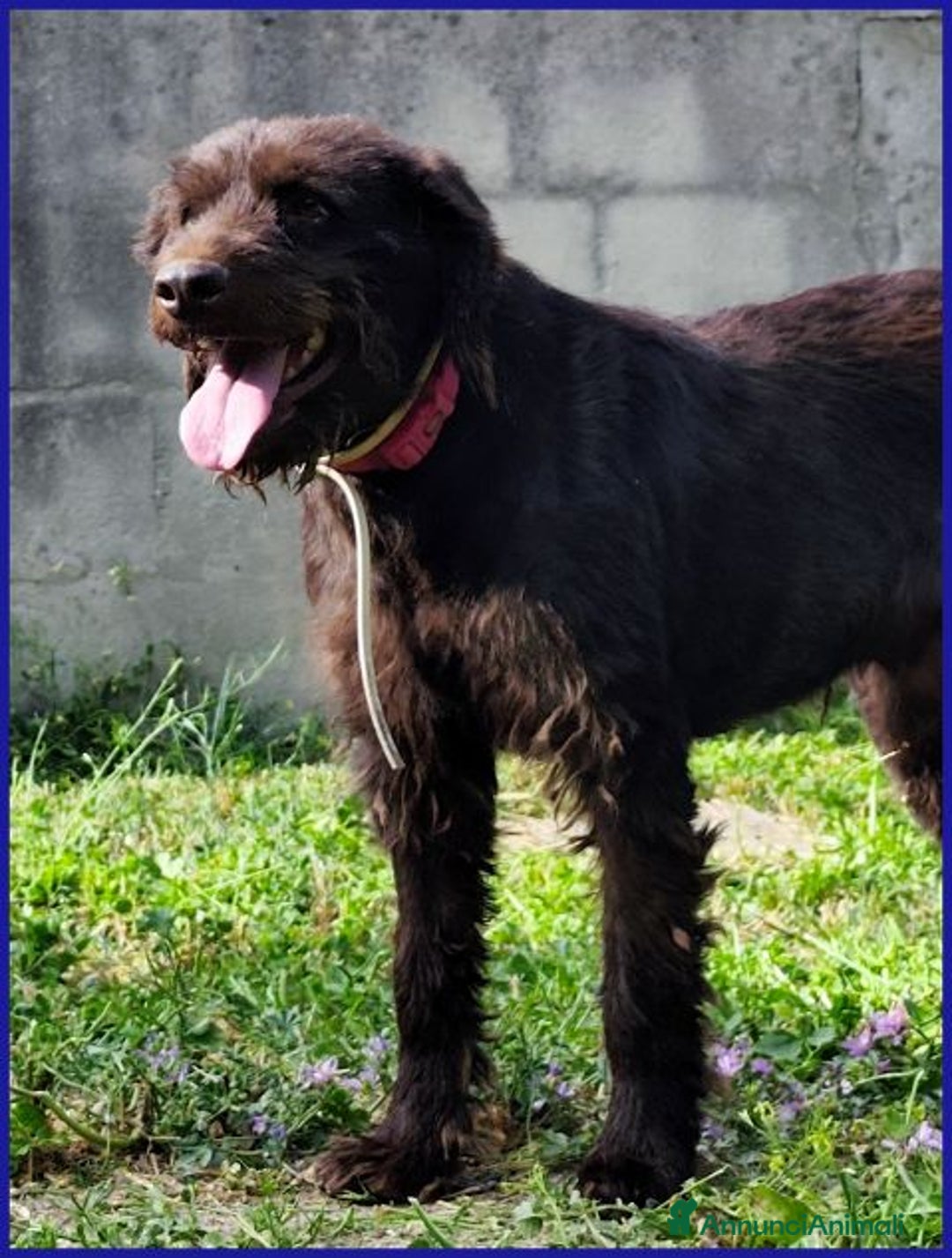 Meticcio cani in regalo: SPELACCHIO merita una vita serena - Annuncio 5