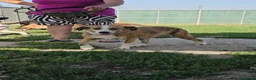 Meticcio cani in regalo: Lea: dolcissima e socievole con tutti  - Annuncio 1