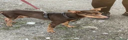 Pinscher Tedesco cani in regalo: Aron: 2 anni, 4 kg, socievole  - Annuncio 5