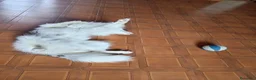 Border Collie cani in regalo: Jack favoloso mix border collie albino - Annuncio 3