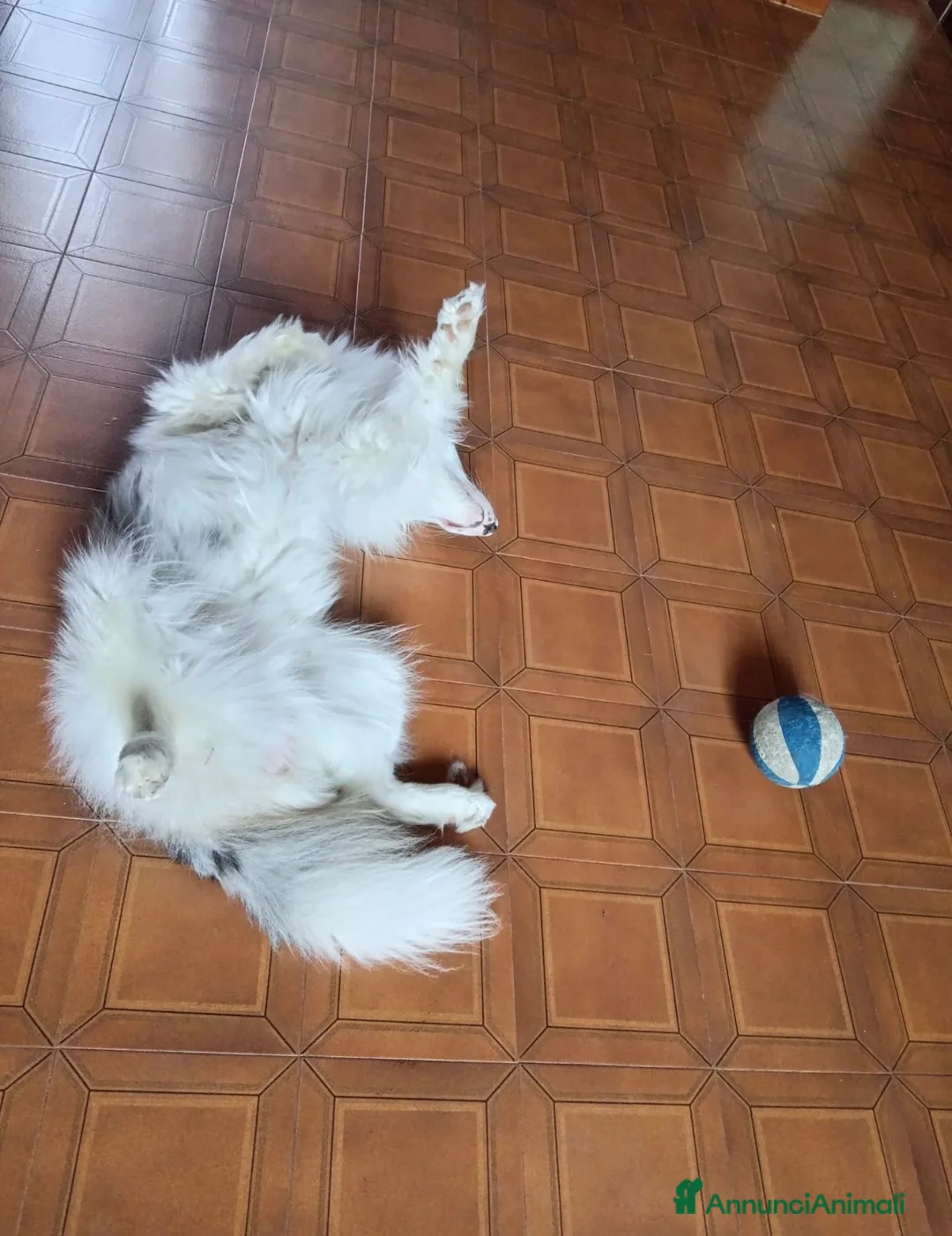 Border Collie cani in regalo: Jack favoloso mix border collie albino - Annuncio 3