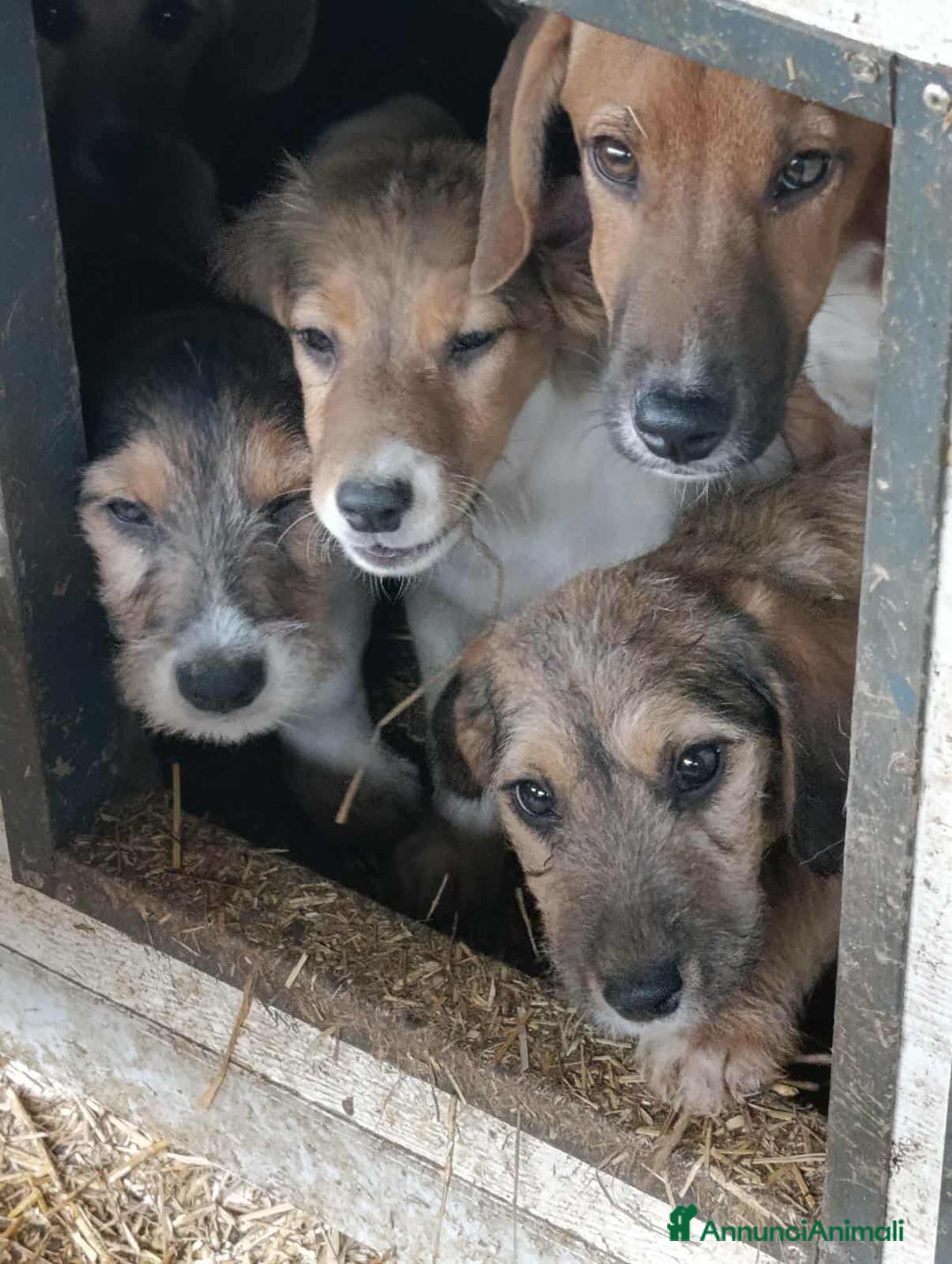 Meticcio cani in regalo: 3 CUCCIOLI ZAMPACORTA super dolci! - Annuncio 12