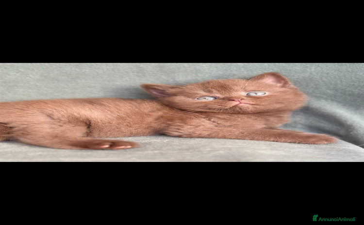British gatti a Città Metropolitana di Torino - Annuncio 4