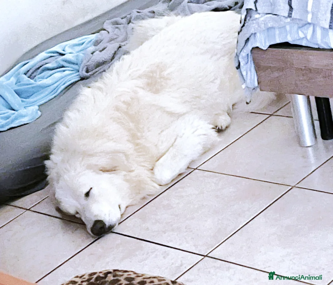 Cane da Montagna dei Pirenei cani in regalo: Cucciolone Patou raggio di luna: candido e buono - Annuncio 12
